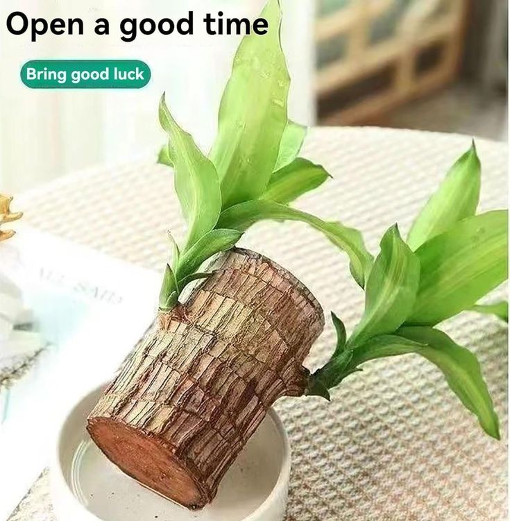 Brazilian Lucky Wood, Mini Home Plant Decorations