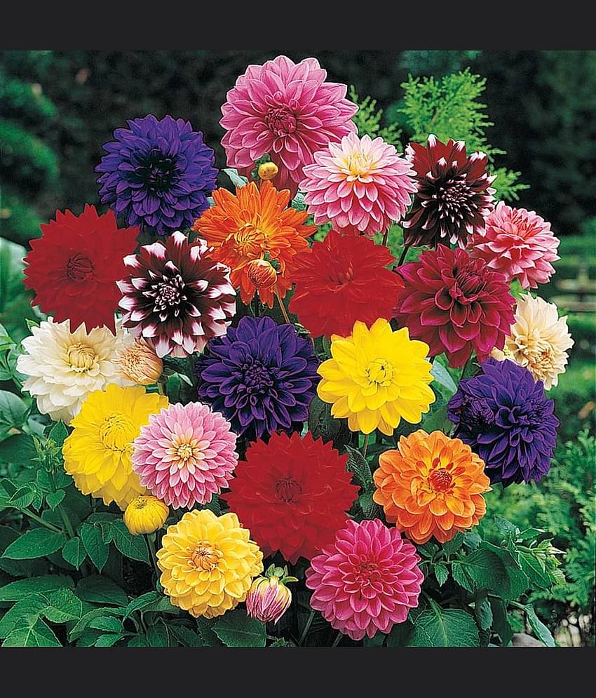 Organic Flower Seeds (Pack of 100) with a Free Plant Growth Supplement