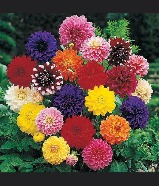 Organic Flower Seeds (Pack of 100) with a Free Plant Growth Supplement
