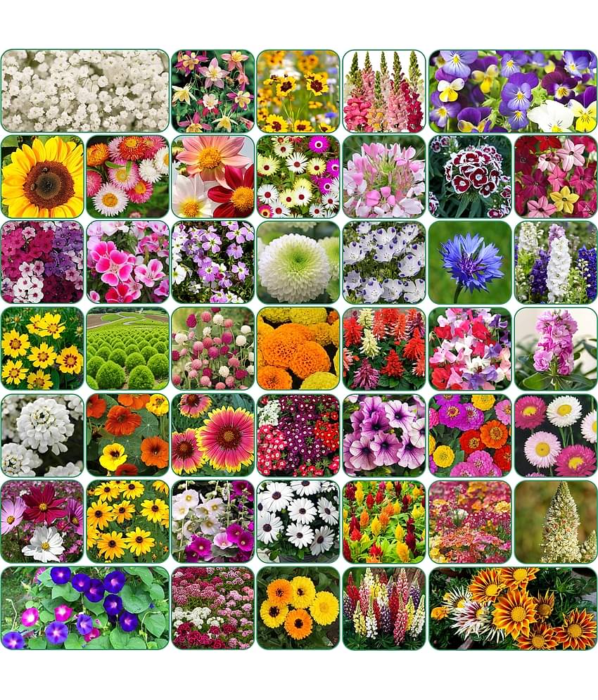 Organic Flower Seeds (Pack of 100) with a Free Plant Growth Supplement