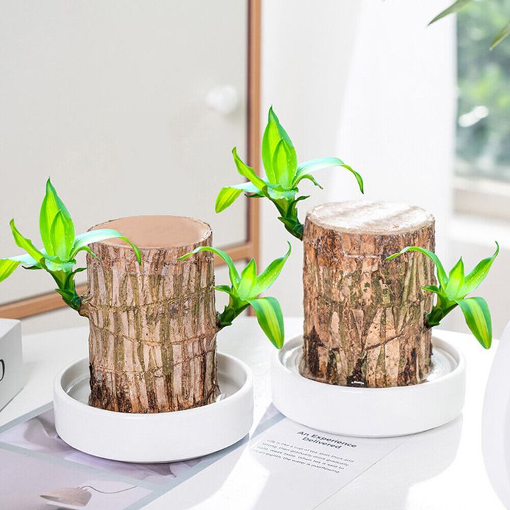 Brazilian Lucky Wood, Mini Home Plant Decorations