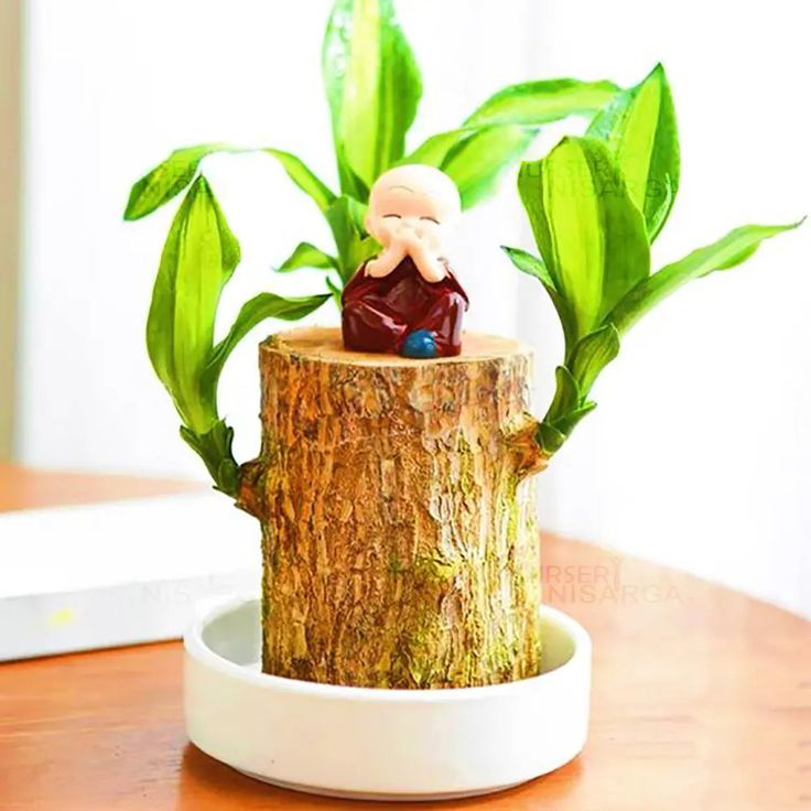Brazilian Lucky Wood, Mini Home Plant Decorations